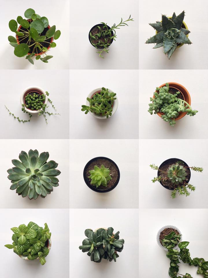 succulent plants