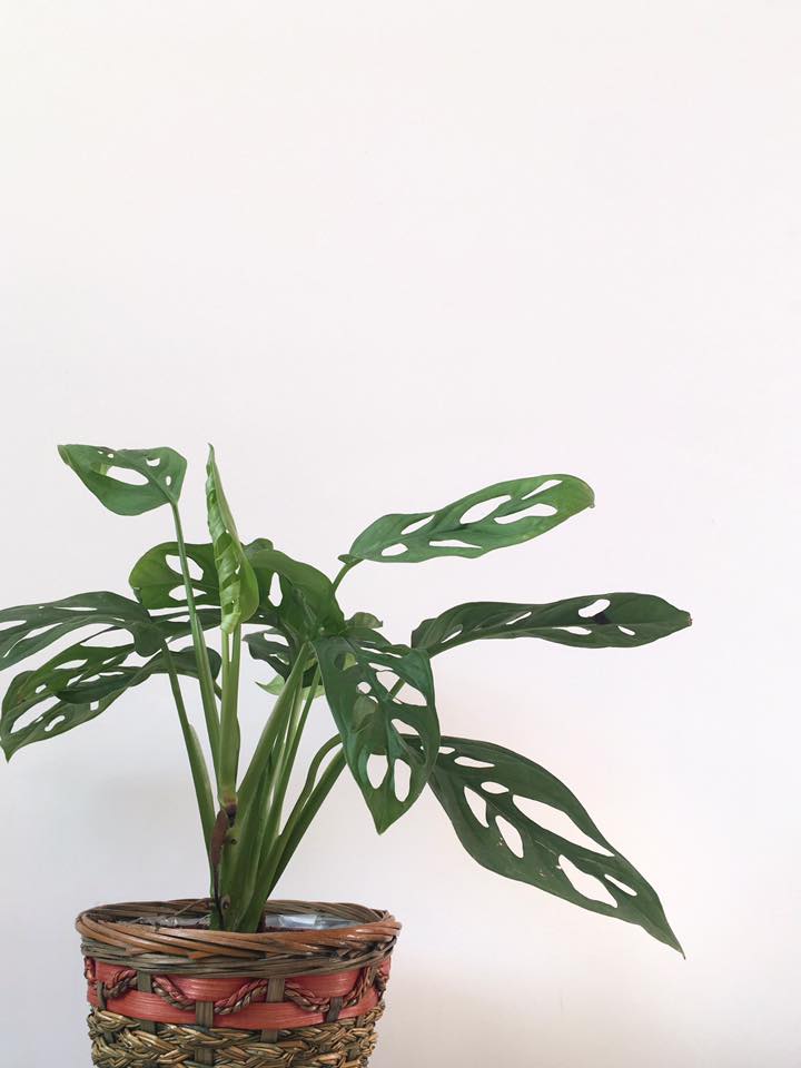 monstera obliqua