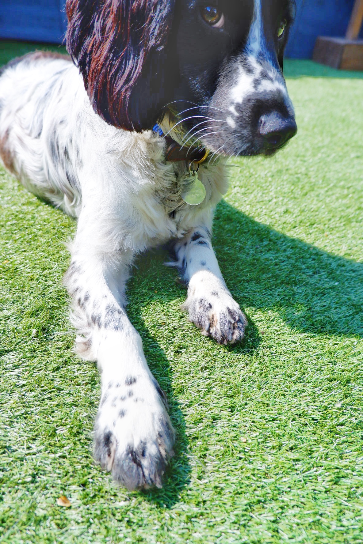 Artificial grass and pets