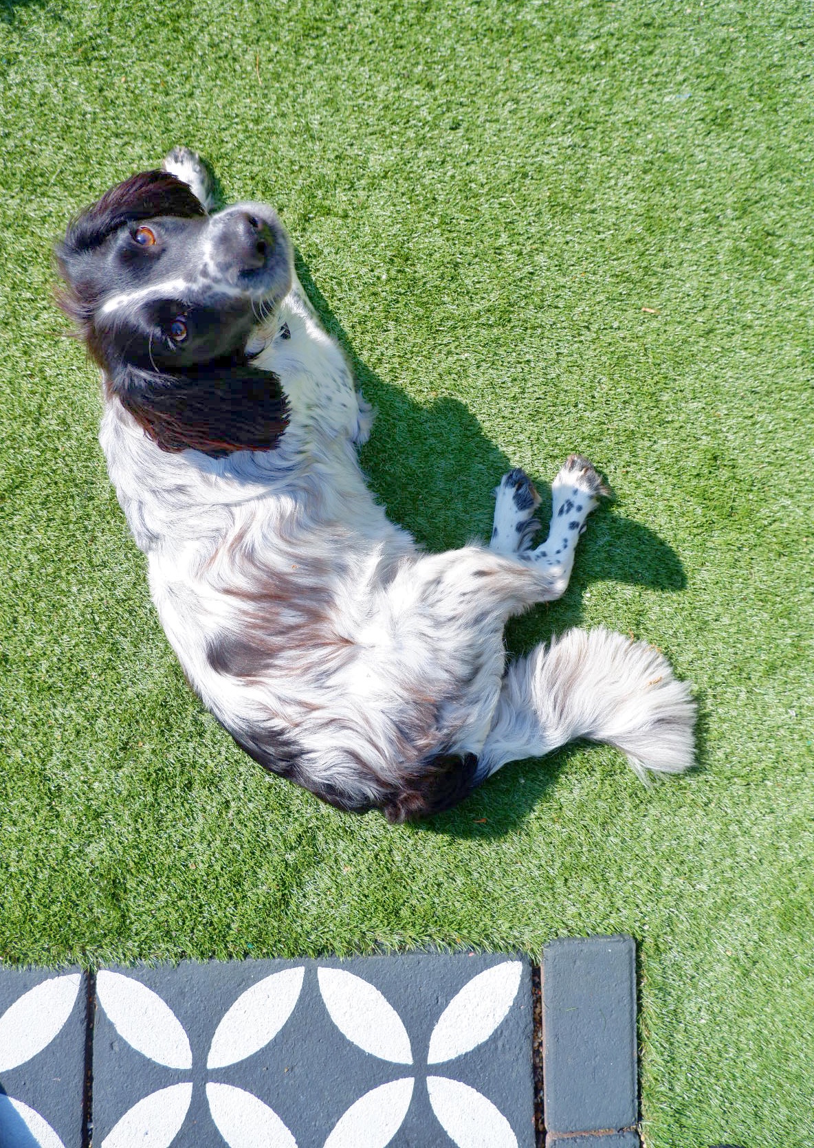 dogs and fake grass