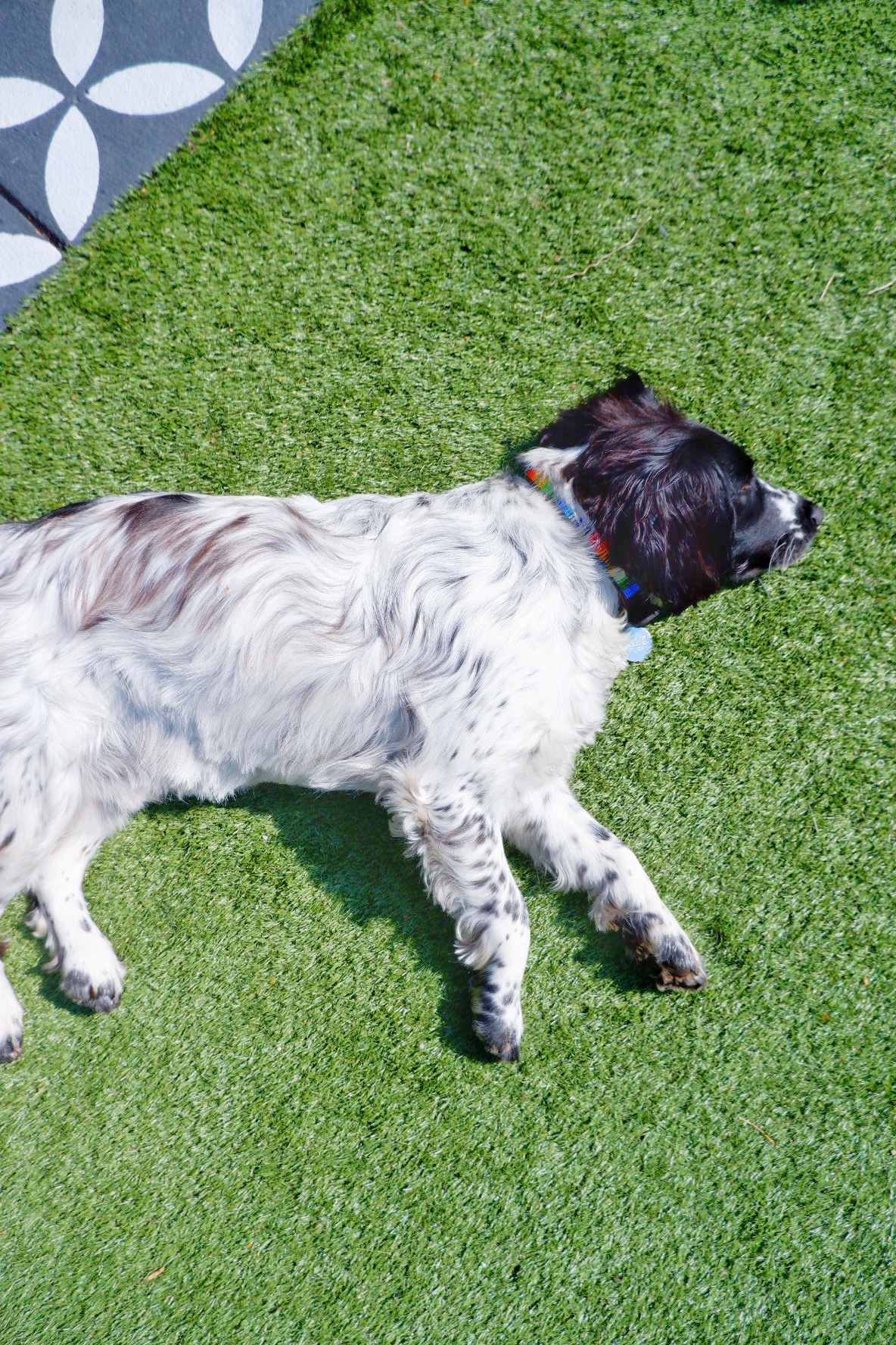 artificial grass and dogs