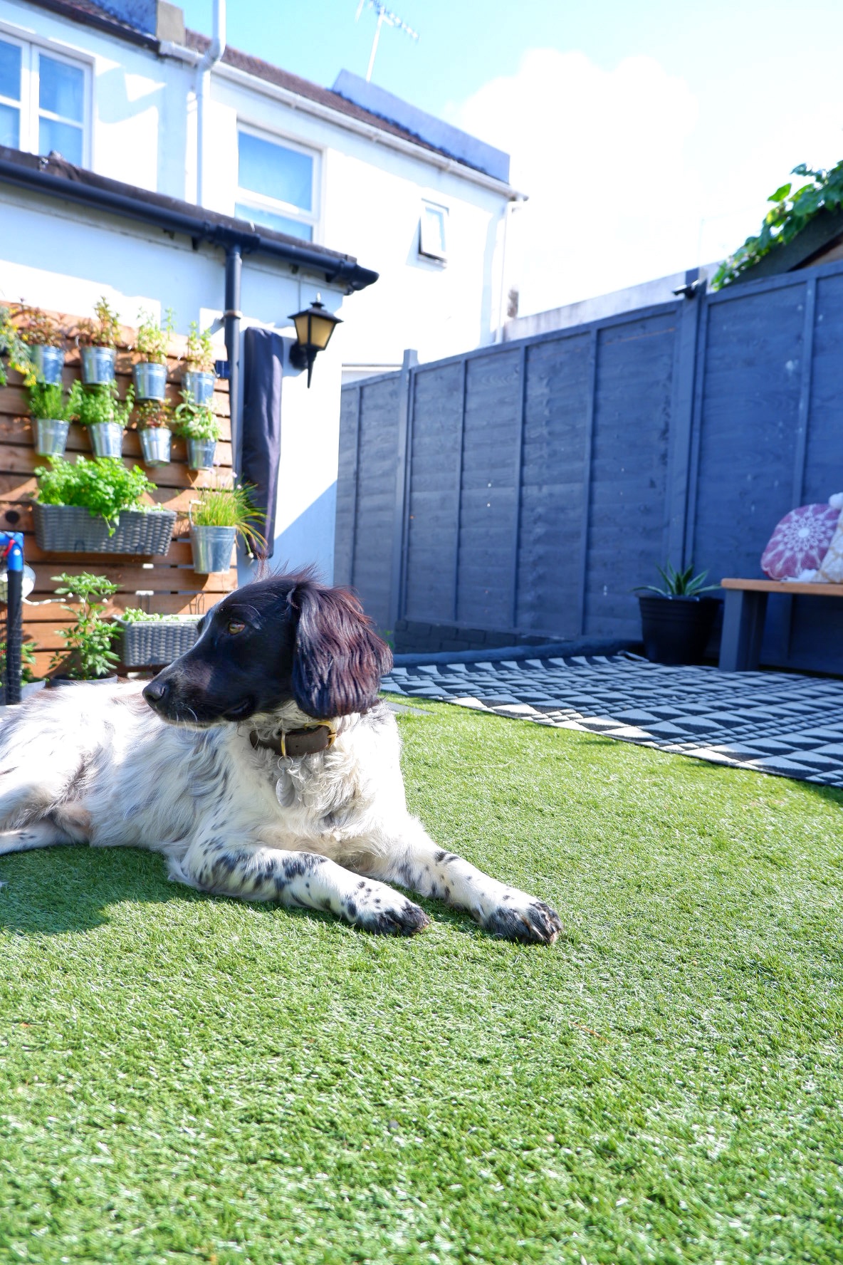 why artificial grass is perfect for pets