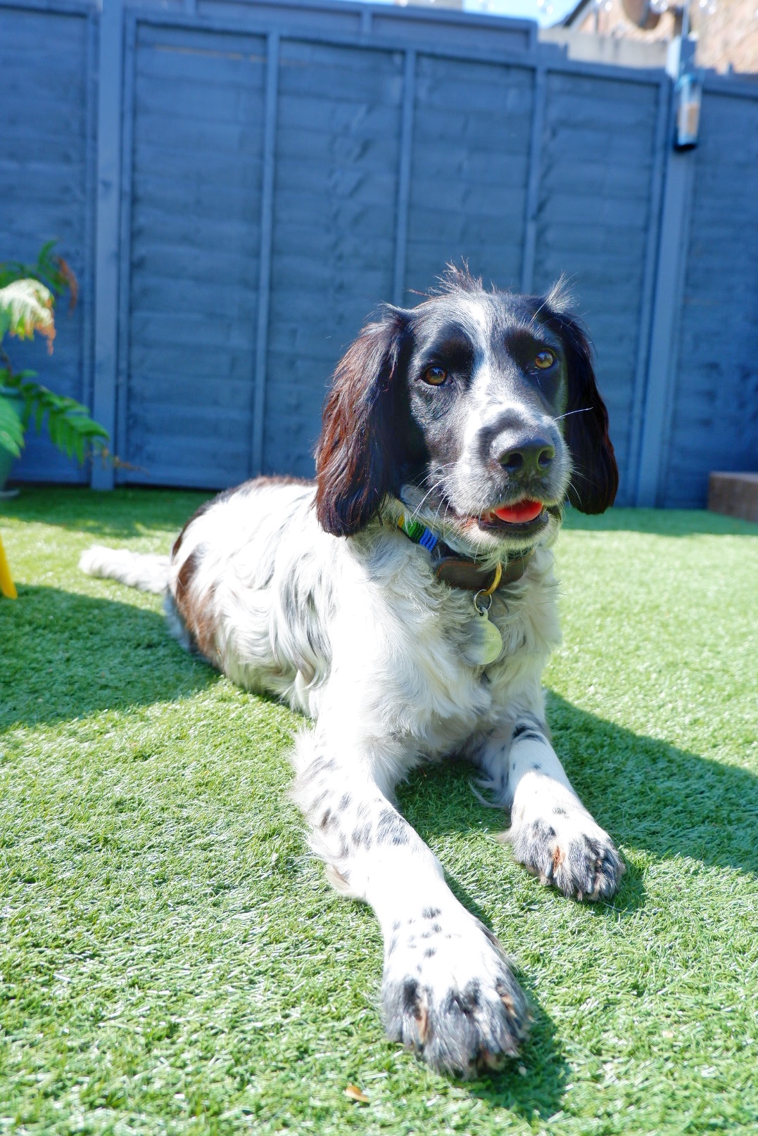 artificial grass for pets