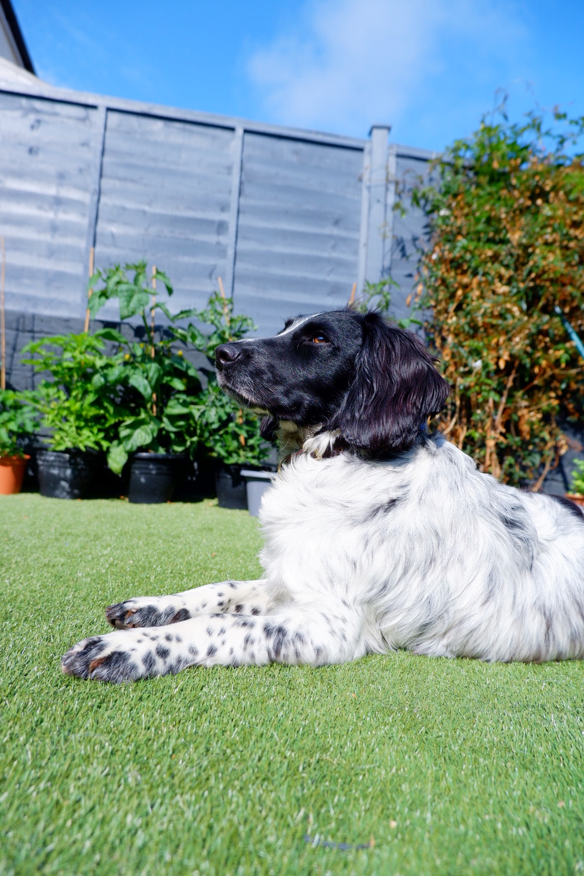 5 reasons why artificial grass is perfect for pets