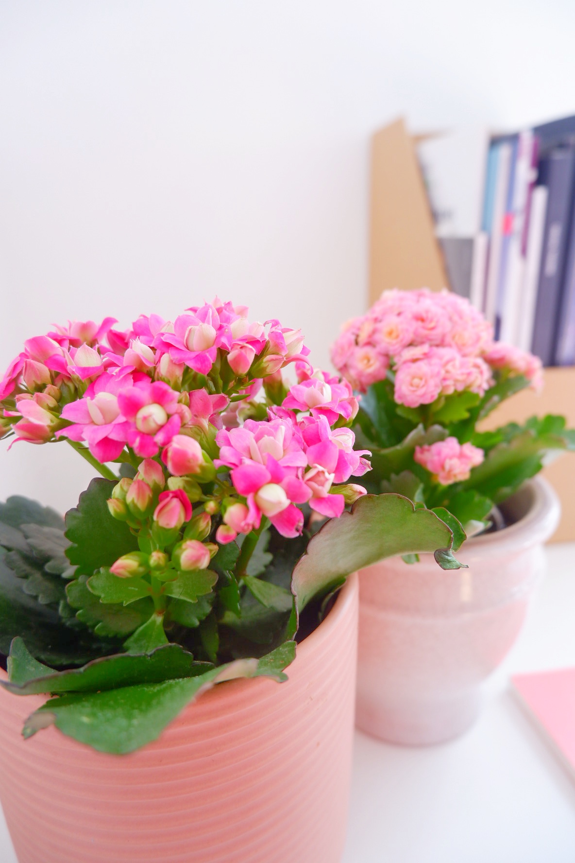 Pink Kalanchoe plants