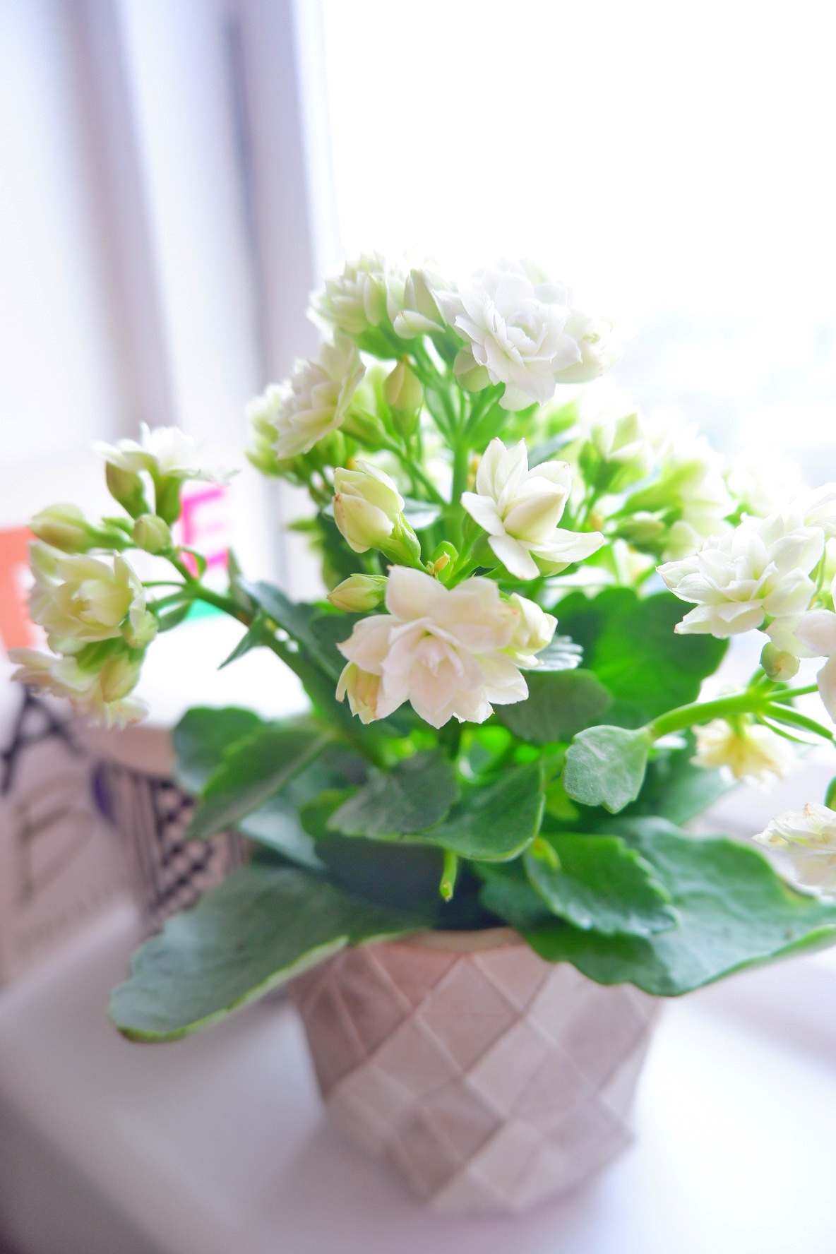 White Kalanchoe