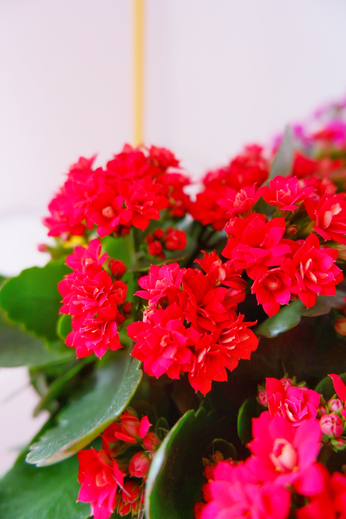 Housplants to brighten up your office