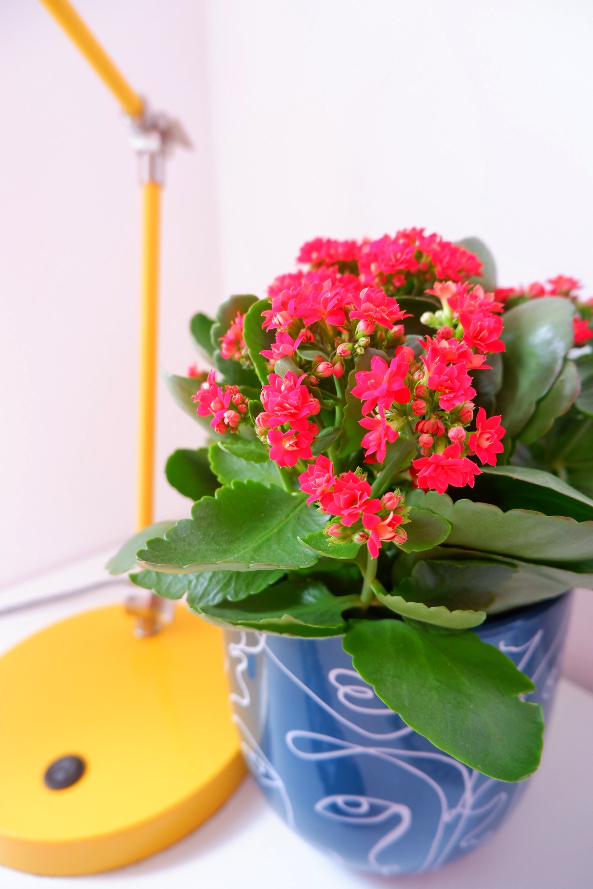 Red Kalanchoe Plant