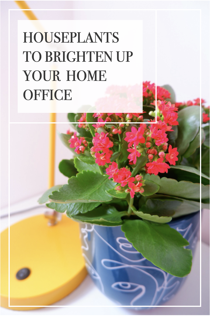 Houseplants to Brighten up Your Home Office