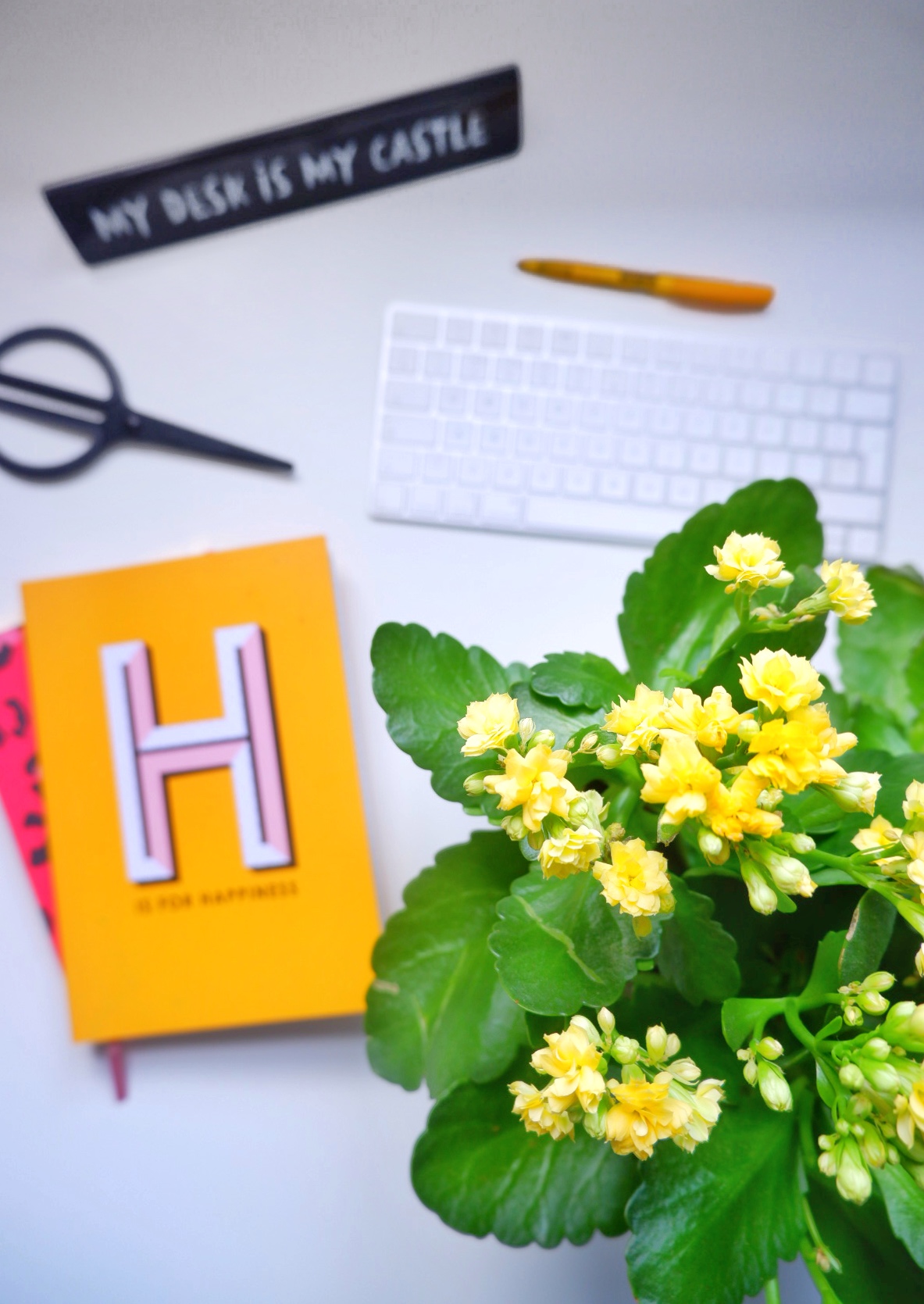 Yellow Kalanchoe Plant