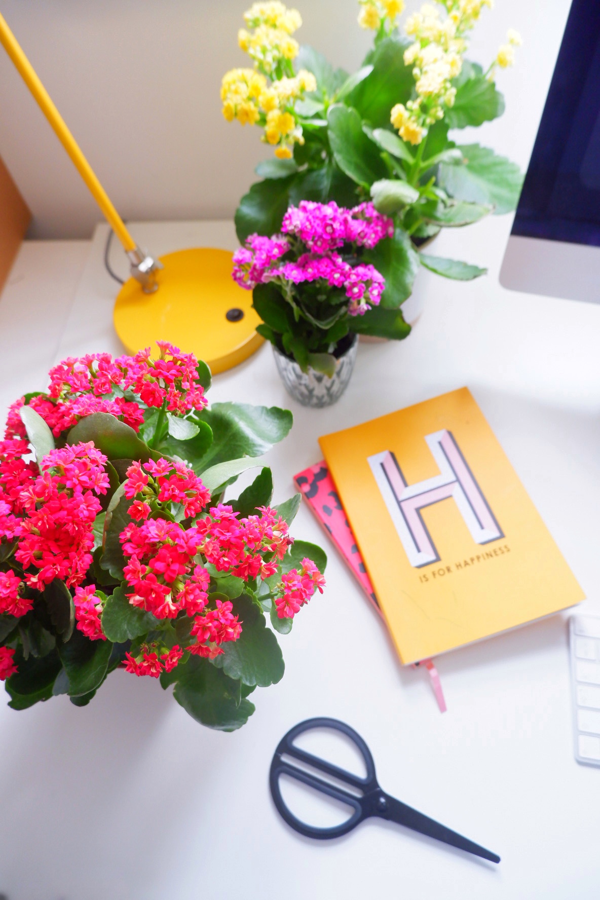 Kalanchoe houseplants