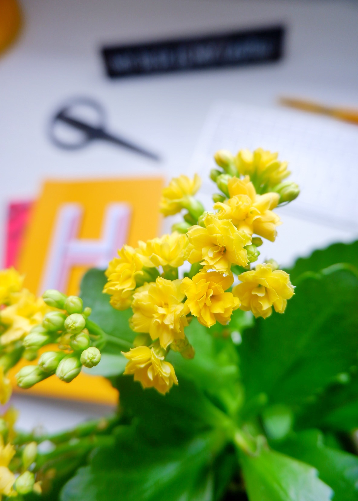 Yellow Kalanchoe Plant