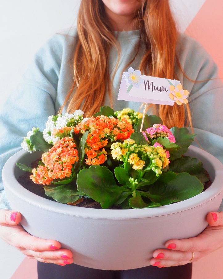 Kalanchoe planter gift