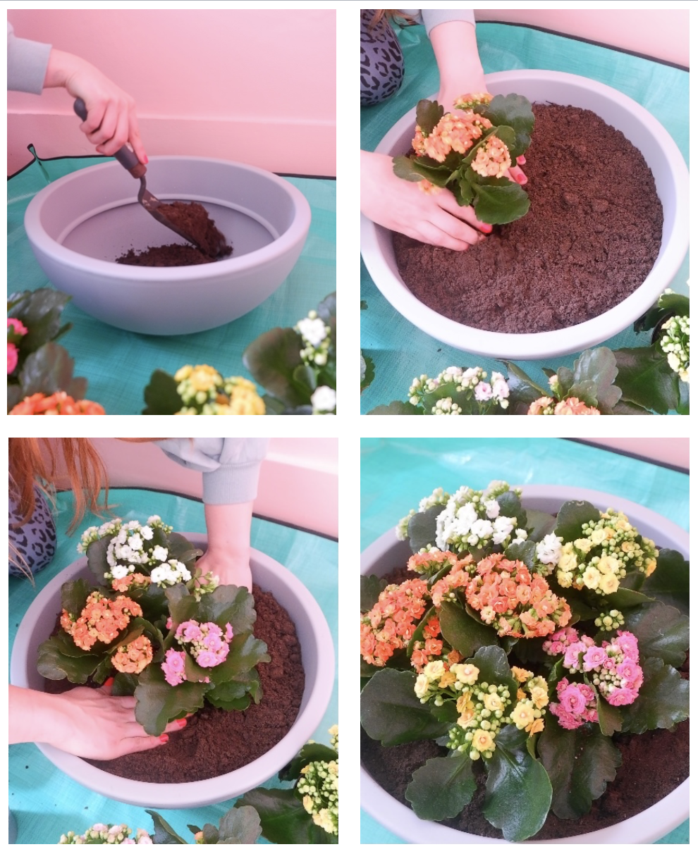 How to make a kalanchoe planter